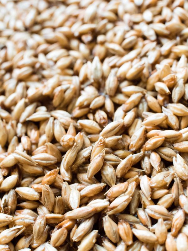 Close up of wheat grain barley gluten texture macro tan neutral grains healthy food farm